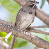 Five-striped Sparrow